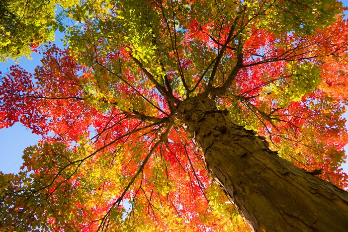 autumn