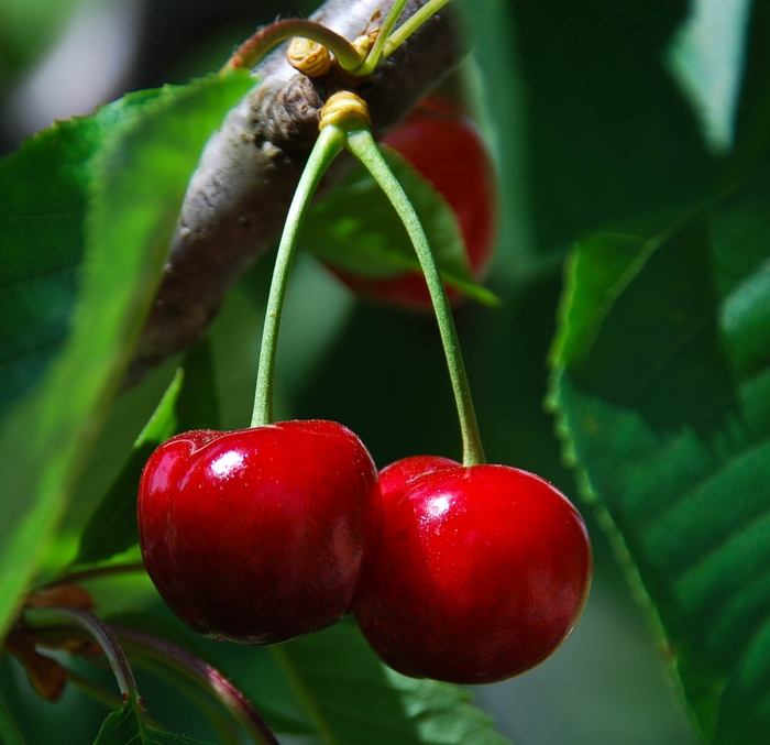 cherries
