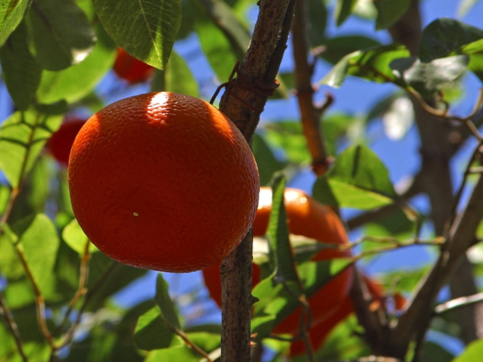 tree orange